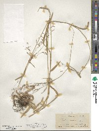 Scirpus cyperinus image