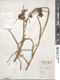 Scirpus cyperinus image