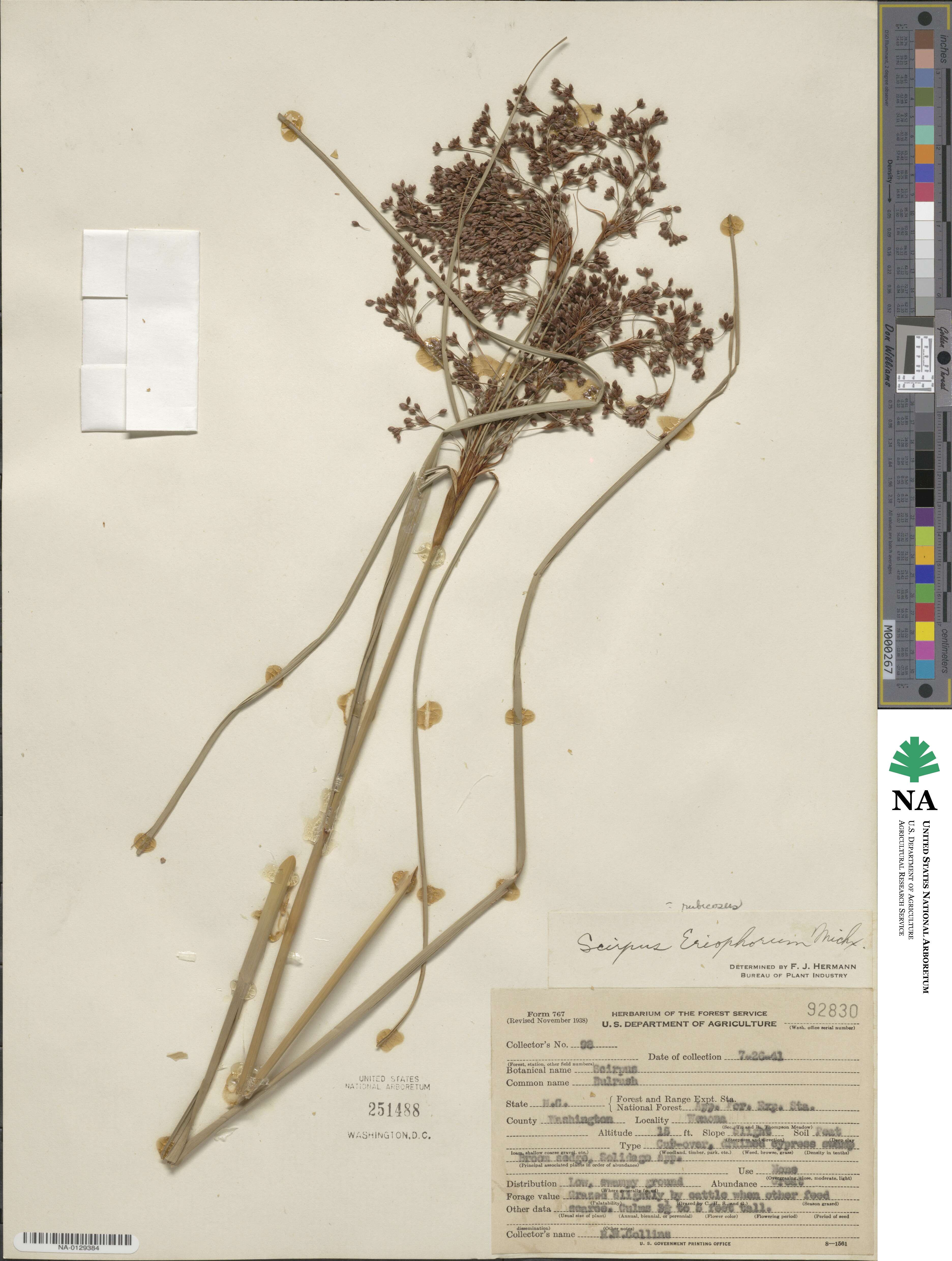 Scirpus cyperinus image