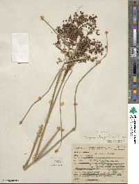 Scirpus cyperinus image