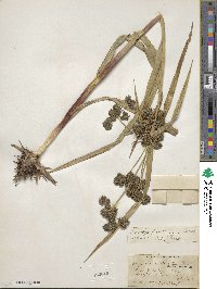 Scirpus microcarpus image