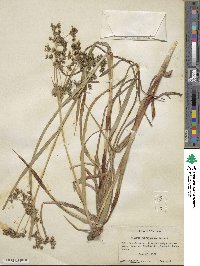 Scirpus microcarpus image