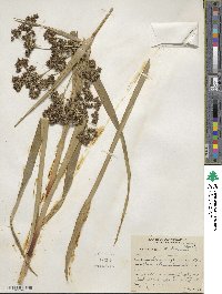 Scirpus microcarpus image