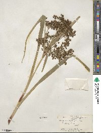 Scirpus microcarpus image