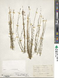 Schoenoplectus subterminalis image