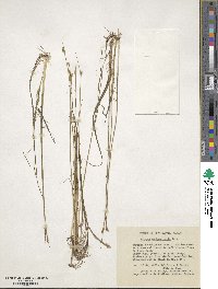 Schoenoplectus subterminalis image