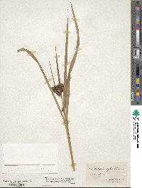 Scirpus sylvaticus image