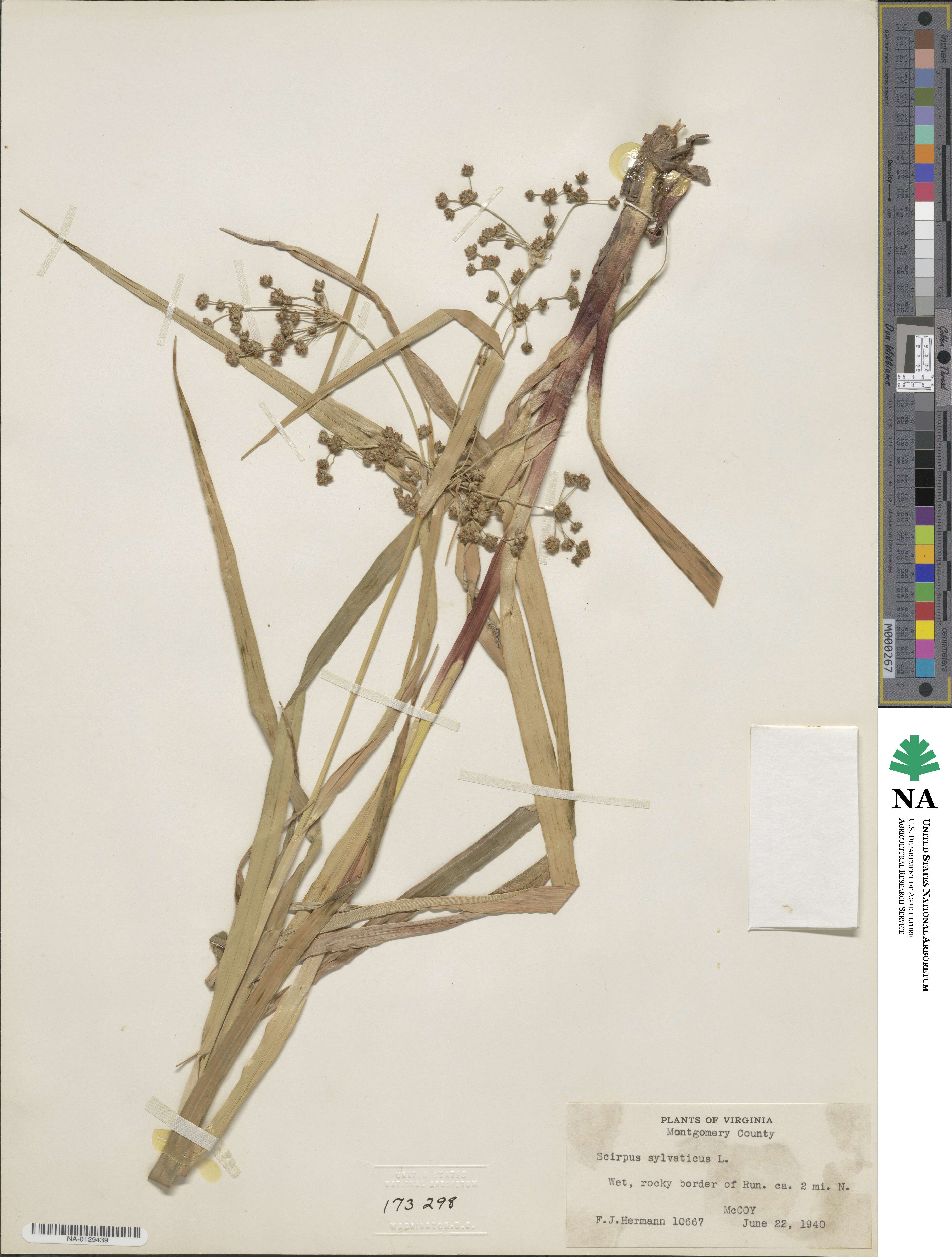 Scirpus sylvaticus image