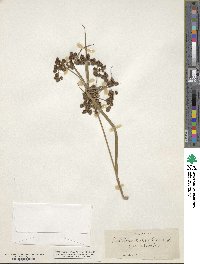 Scirpus atrovirens image