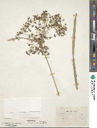 Scirpus sylvaticus image