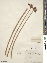 Scirpus tabernaemontani image