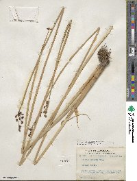 Scirpus tabernaemontani image