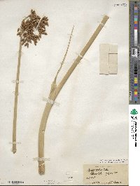 Scirpus tabernaemontani image