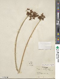 Scirpus tabernaemontani image