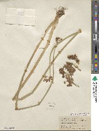 Scirpus tabernaemontani image