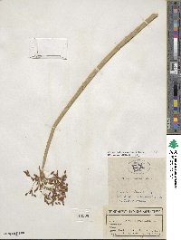 Scirpus tabernaemontani image