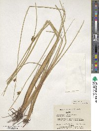 Schoenoplectus torreyi image