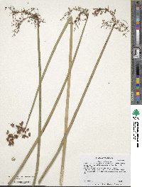 Scirpus validus image