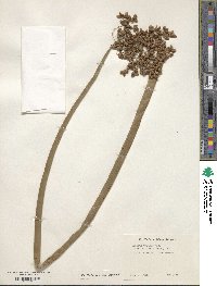 Scirpus validus image