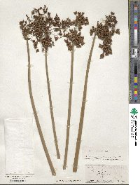 Scirpus validus image