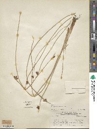 Schoenoplectus americanus image