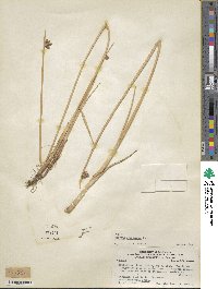 Schoenoplectus americanus image