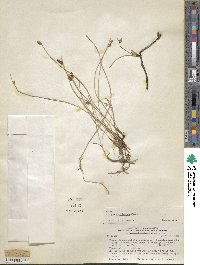 Schoenoplectus americanus image