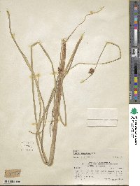 Schoenoplectus americanus image