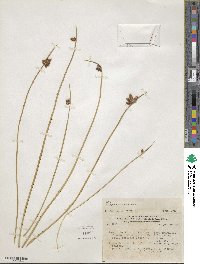 Schoenoplectus americanus image