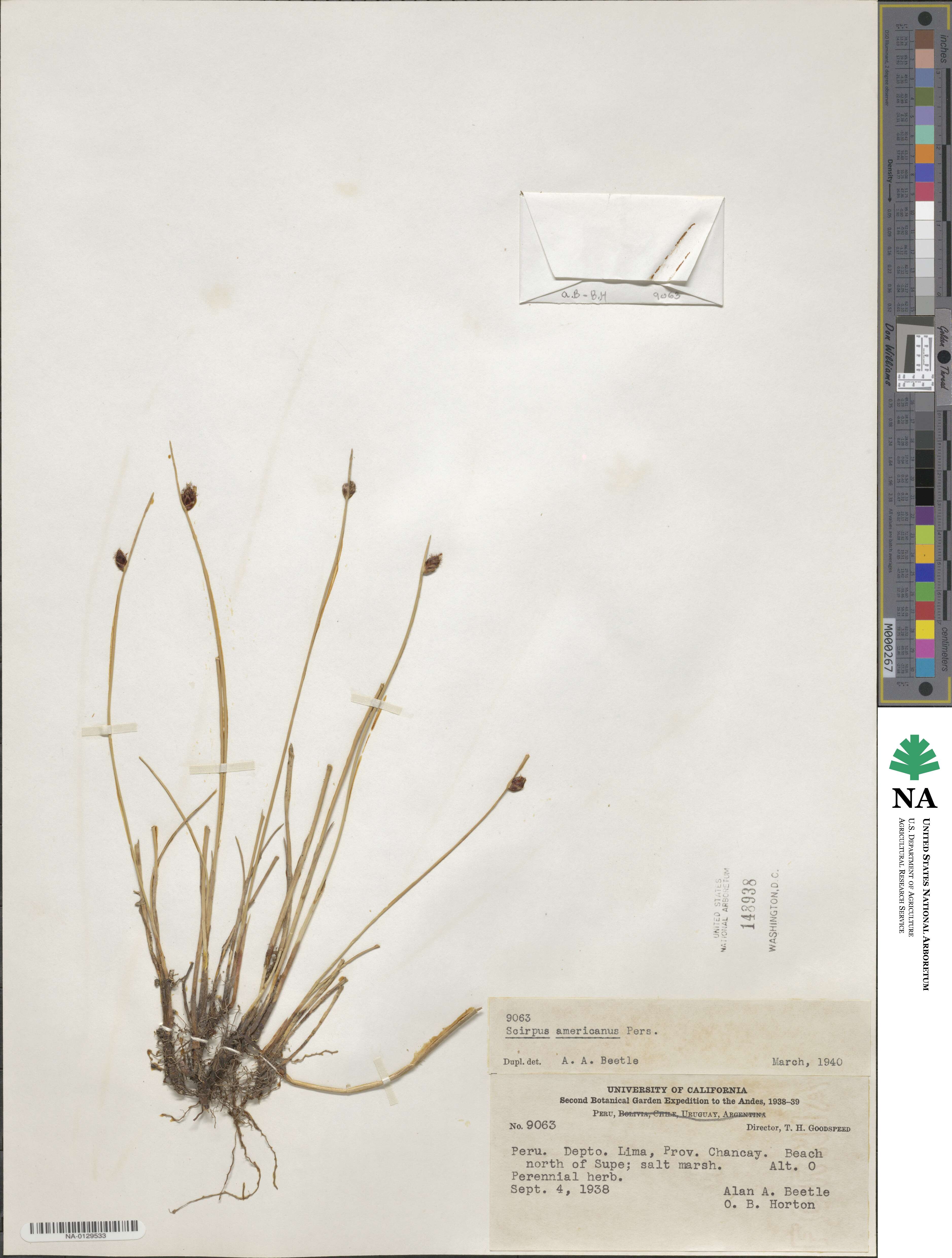 Schoenoplectus americanus image