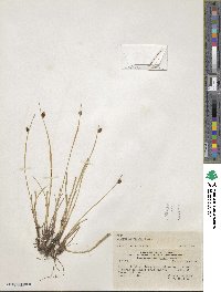 Schoenoplectus americanus image