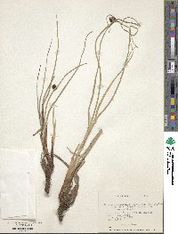 Schoenoplectus pungens image