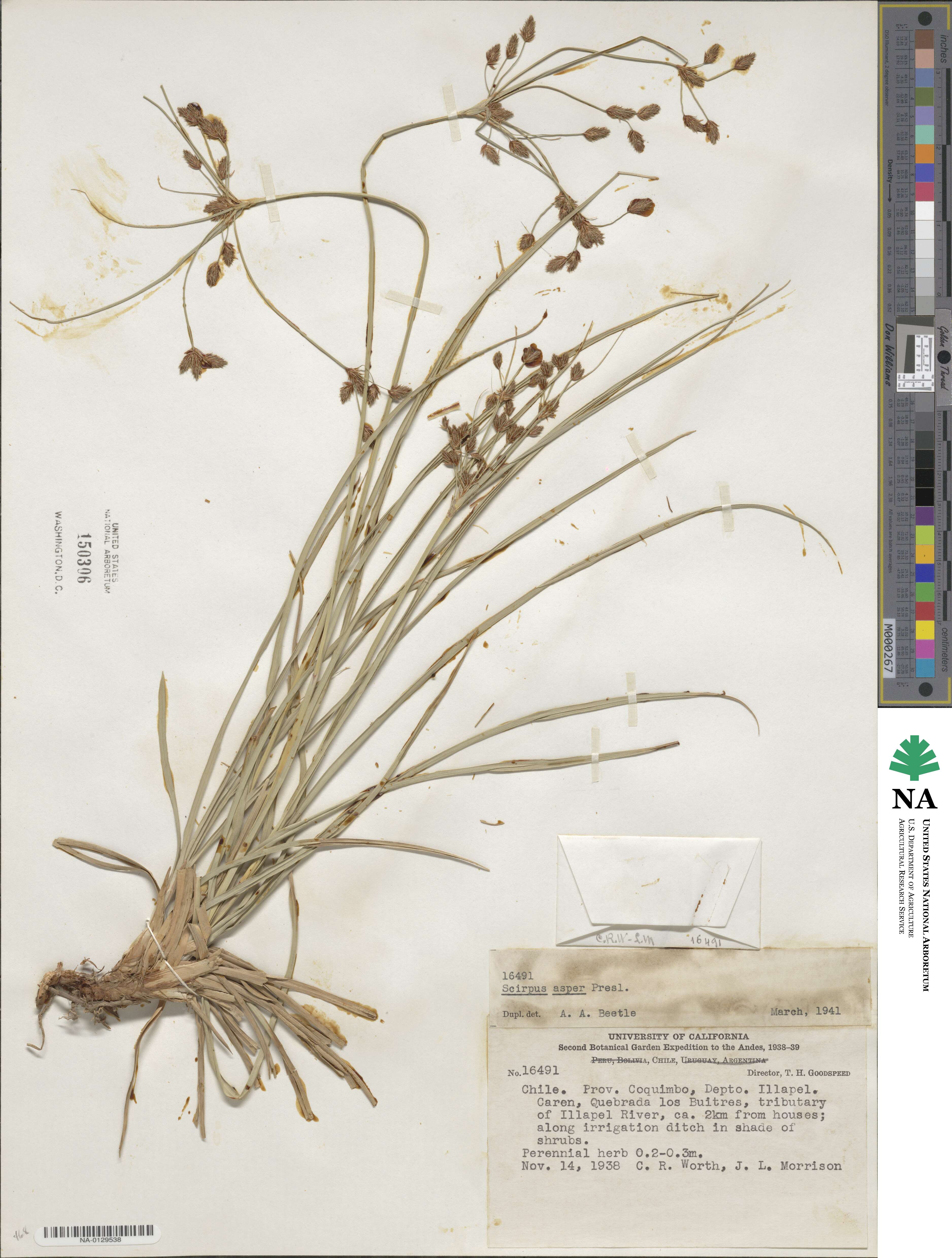 Rhodoscirpus asper image