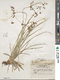 Rhodoscirpus asper image