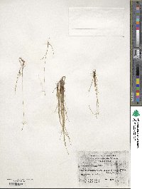 Isolepis cernua image