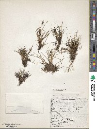 Isolepis cernua image