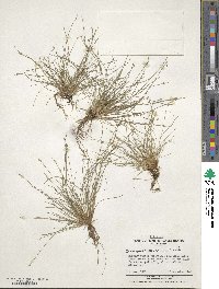 Isolepis cernua image