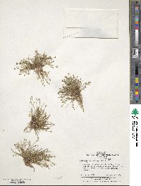 Isolepis cernua image