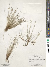 Isolepis cernua image