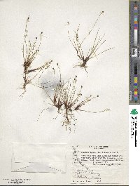 Isolepis cernua image