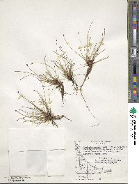 Isolepis cernua image