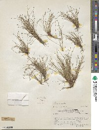 Isolepis cernua image