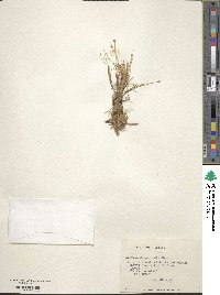 Image of Phylloscirpus deserticola