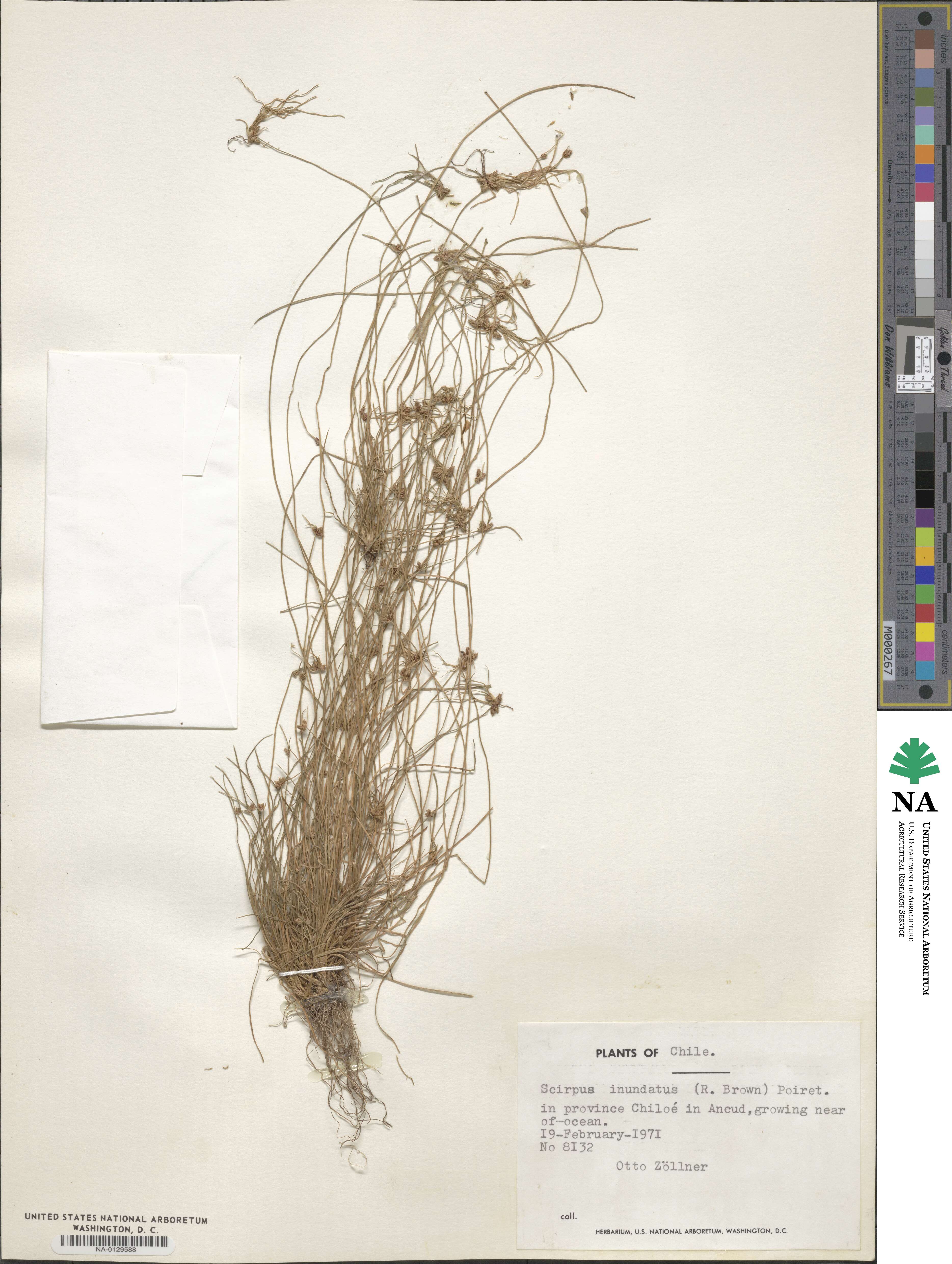 Isolepis inundata image