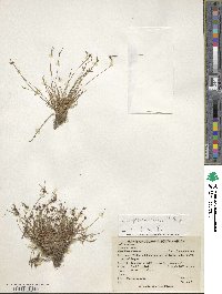 Isolepis inundata image