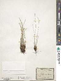 Eleocharis palustris image