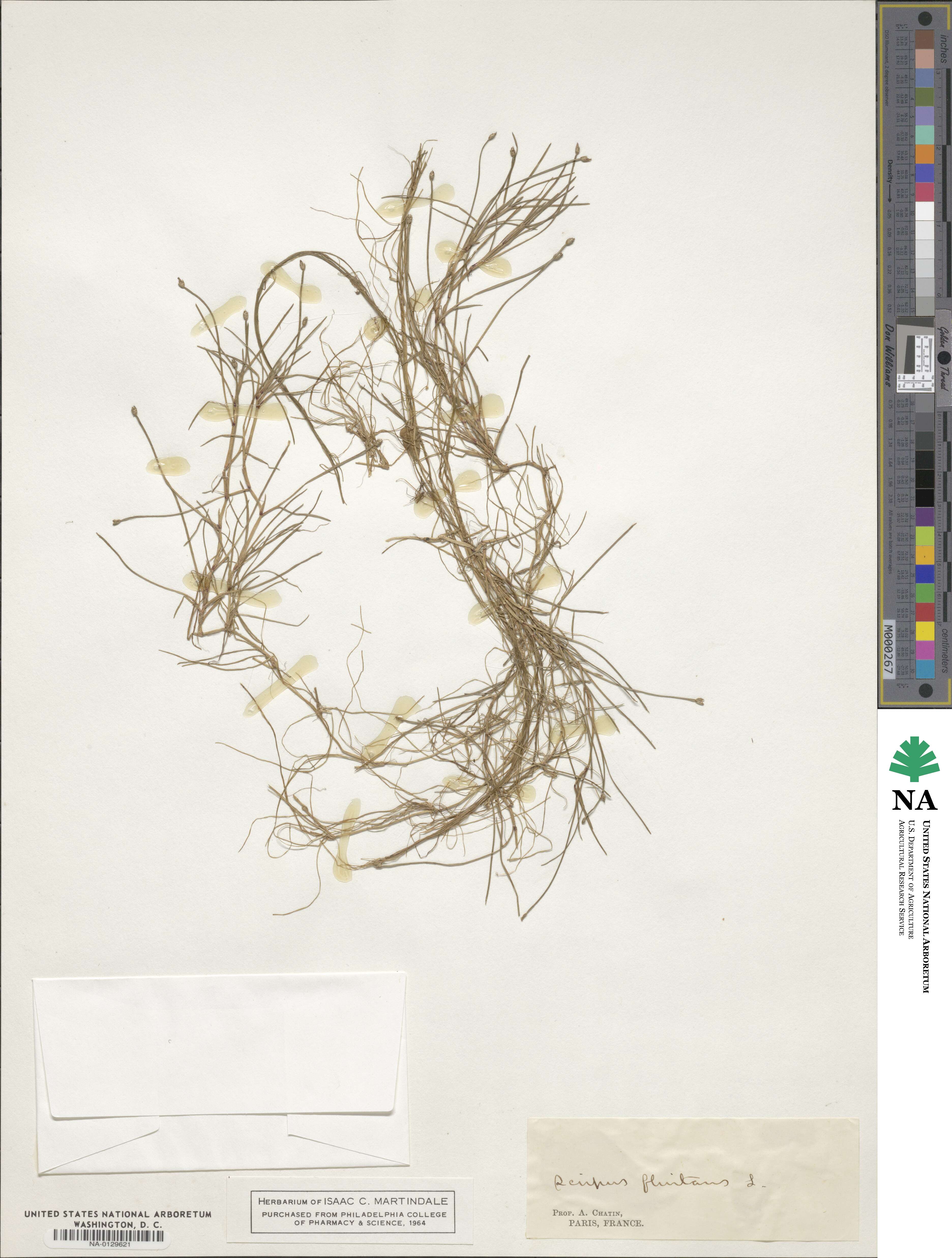 Isolepis fluitans image