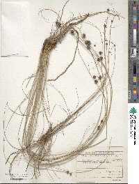 Scirpus holoschoenus image