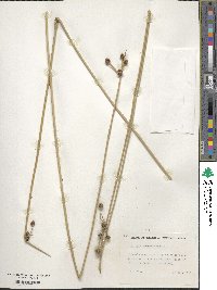 Scirpus holoschoenus image