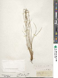 Scirpus holoschoenus image